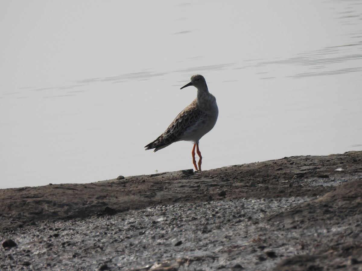 Common/Spotted Redshank - ML614364885