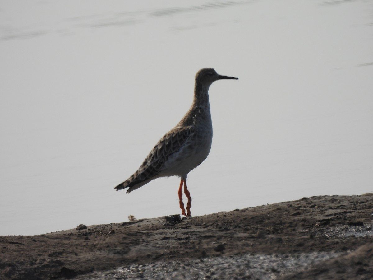 Common/Spotted Redshank - Shilpa Gadgil