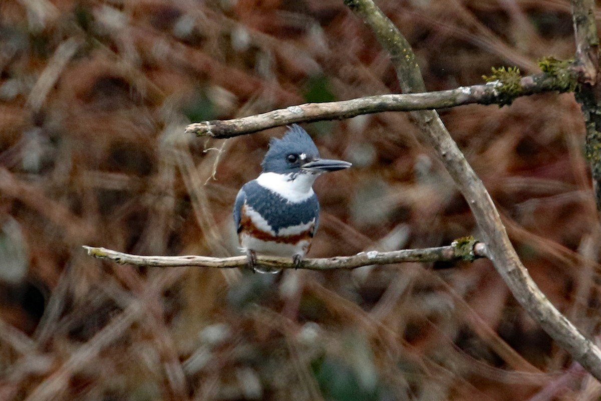 Belted Kingfisher - ML614364896