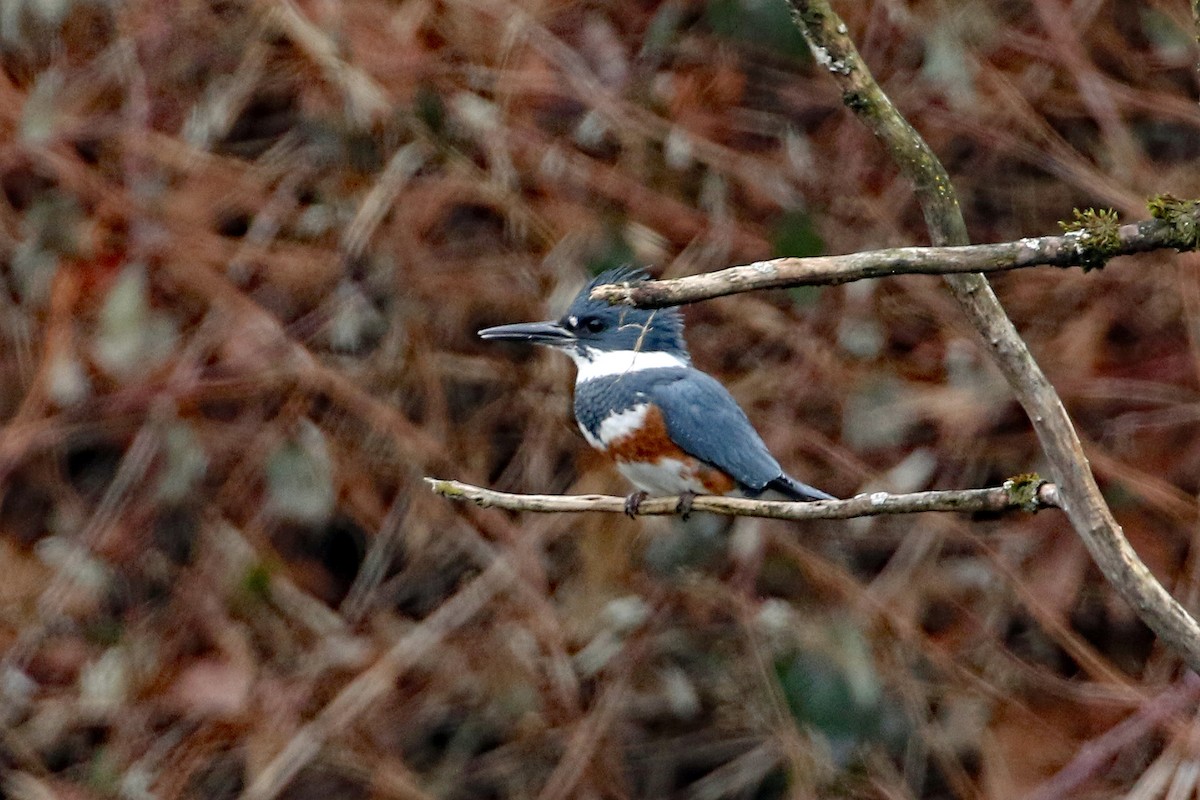 Belted Kingfisher - Dave Beeke