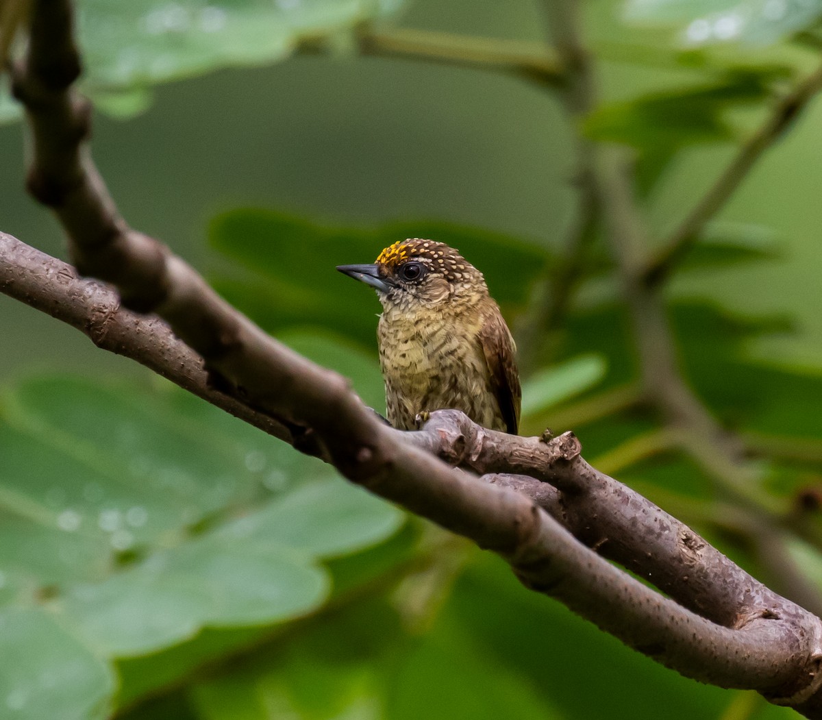 Bar-breasted Piculet - ML614364998