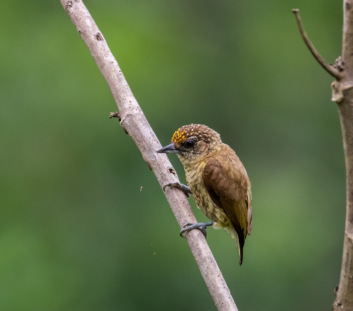 Bar-breasted Piculet - ML614365001