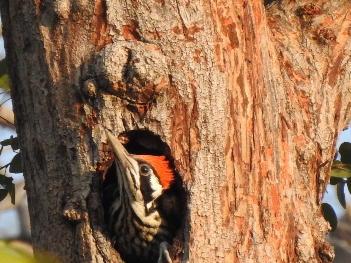White-naped Woodpecker - ML614365297