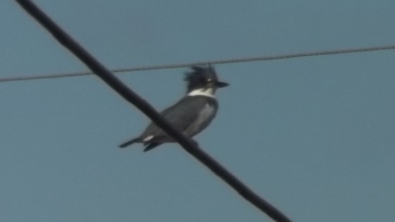 Belted Kingfisher - ML614365302
