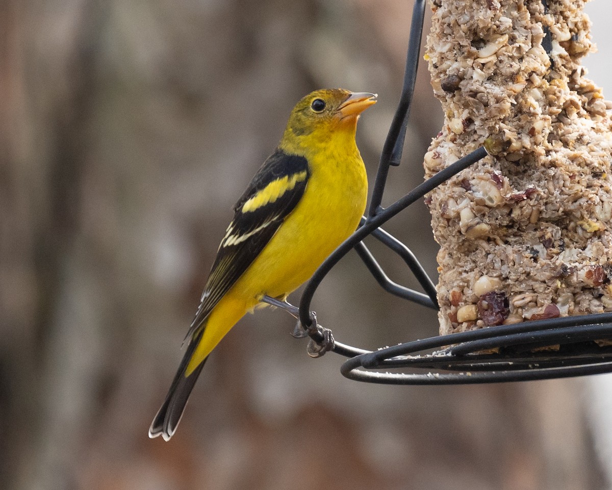 Western Tanager - ML614365349