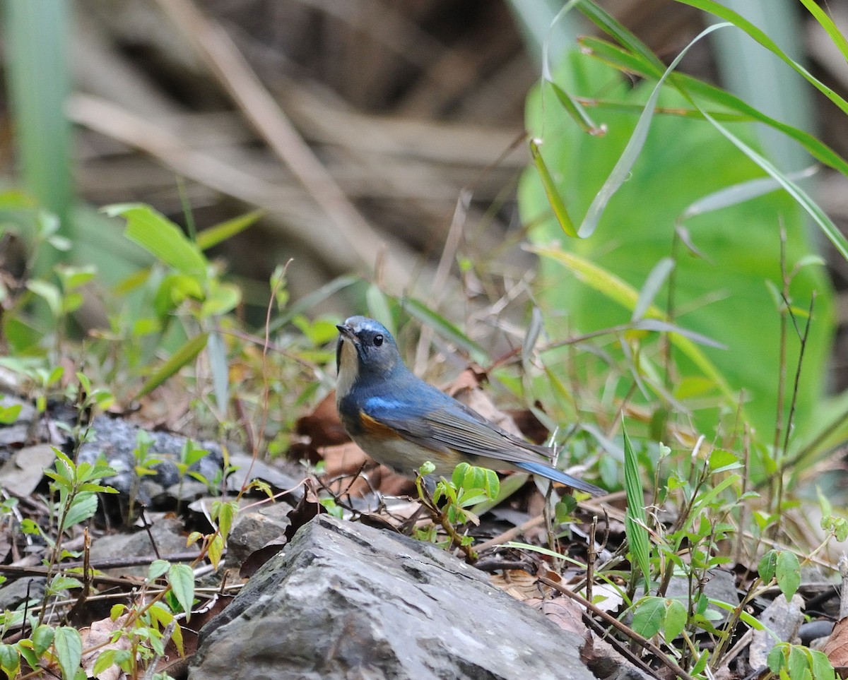 Red-flanked Bluetail - ML61436621