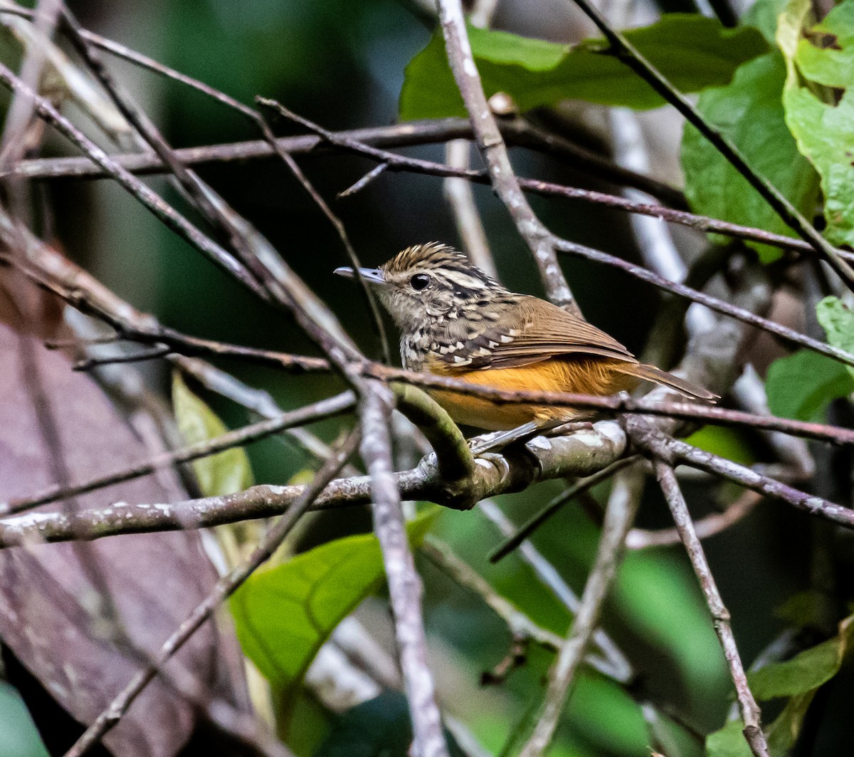 Peruvian Warbling-Antbird - ML614366216