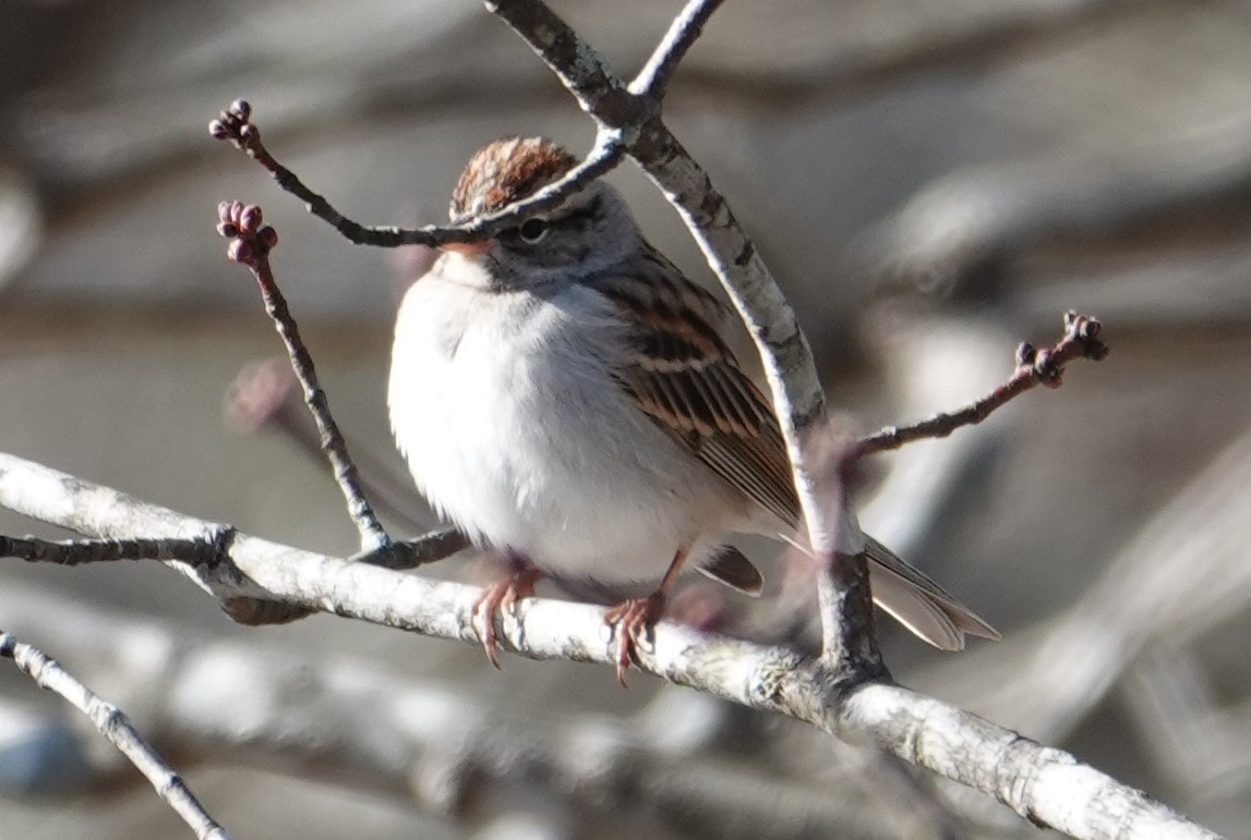Chipping Sparrow - ML614366303