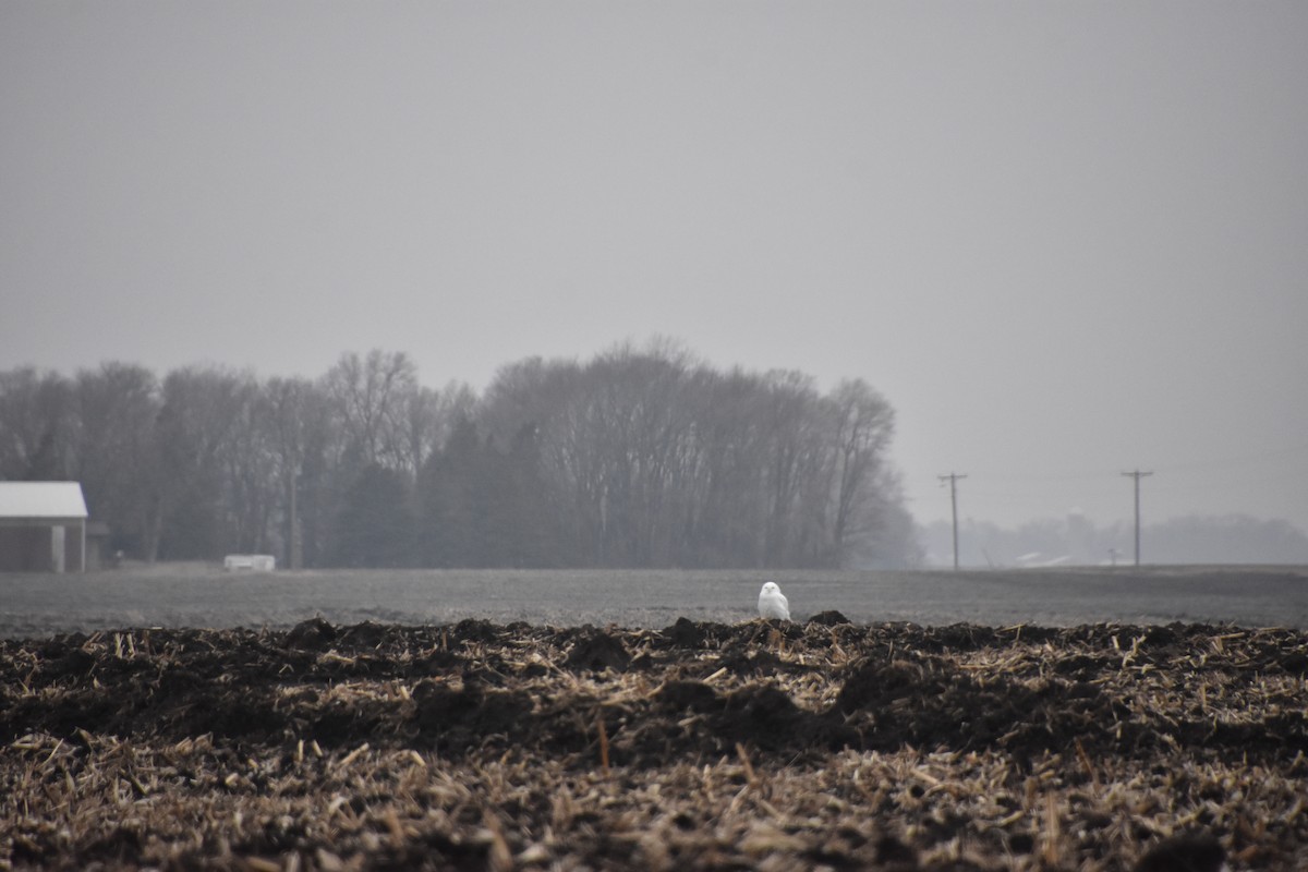 eBird Checklist 3 Feb 2024 19410 195th Avenue Southeast, Lake