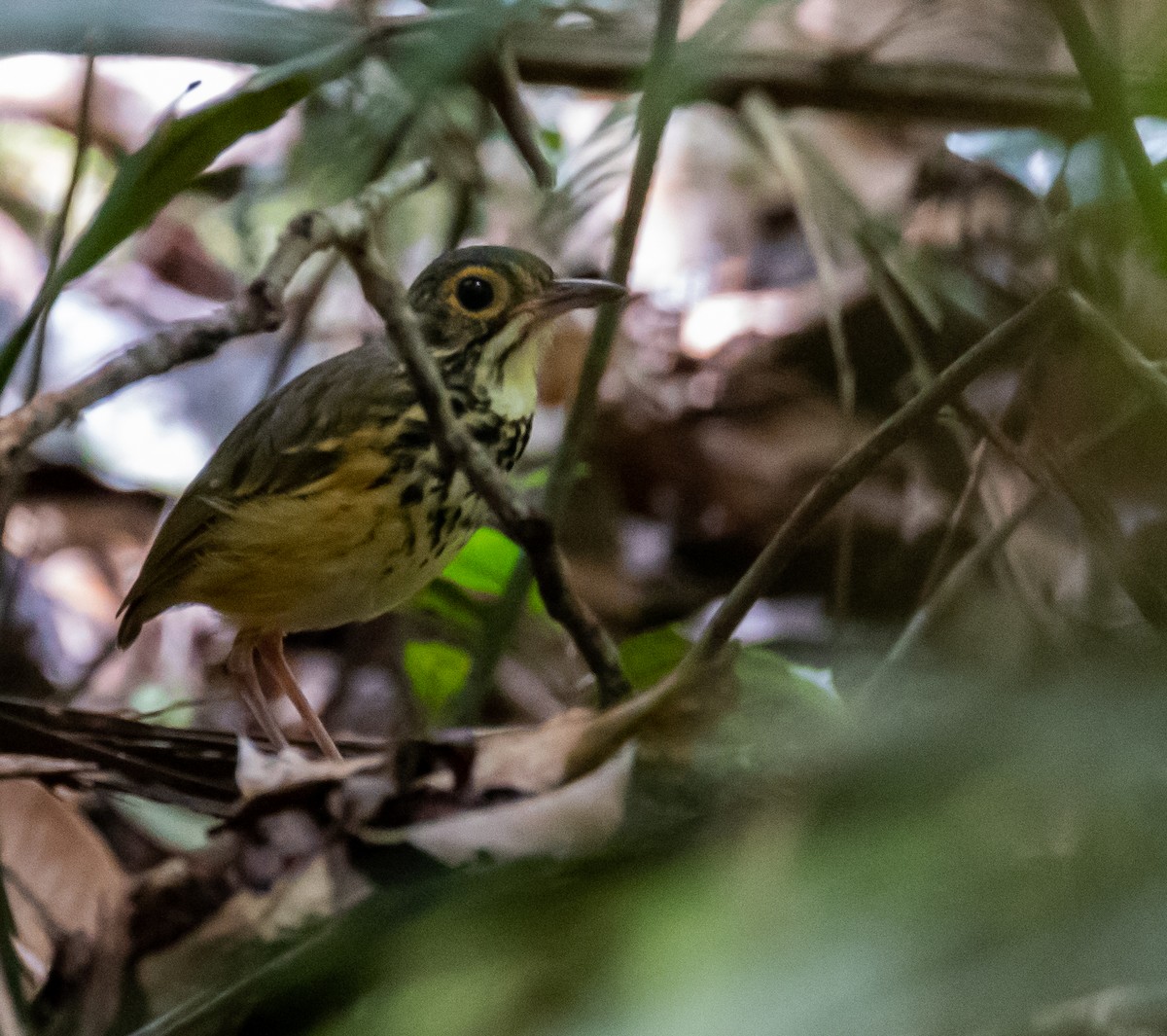 Spotted Antpitta - ML614366564