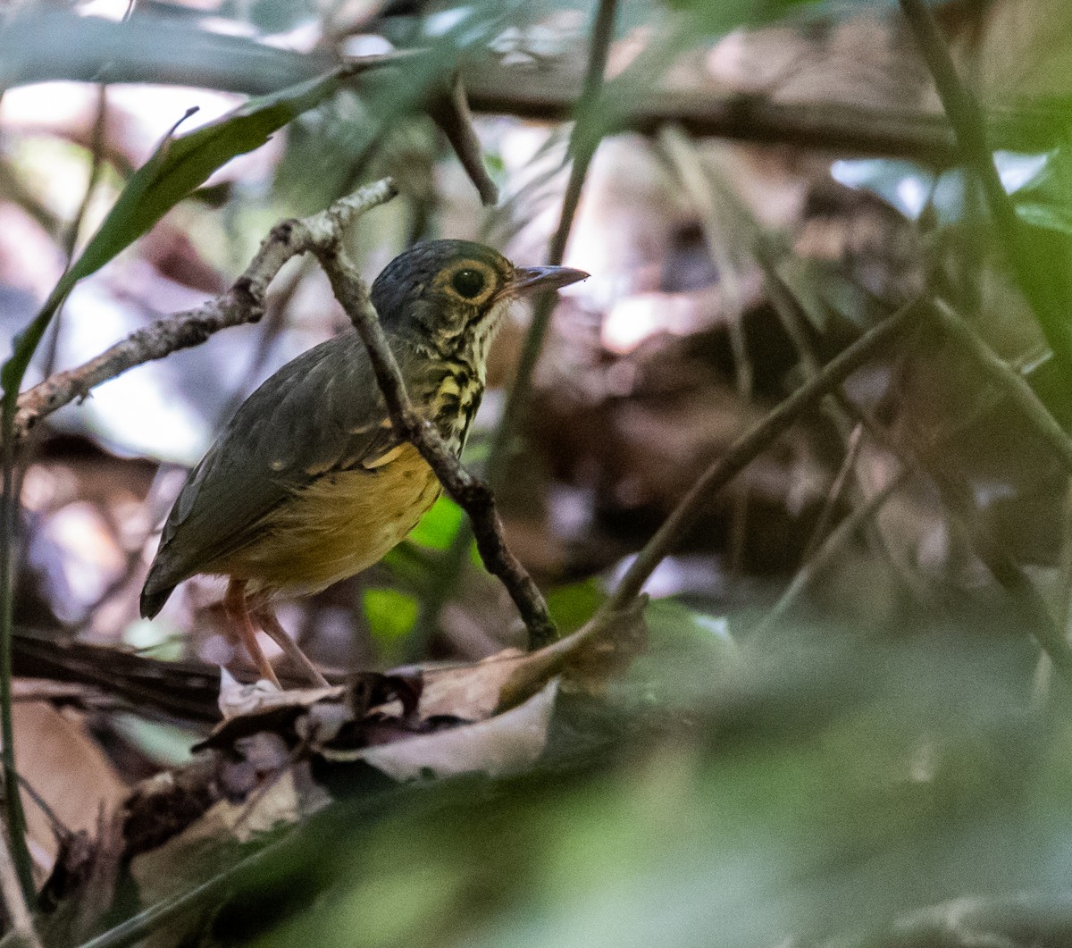 Spotted Antpitta - ML614366565