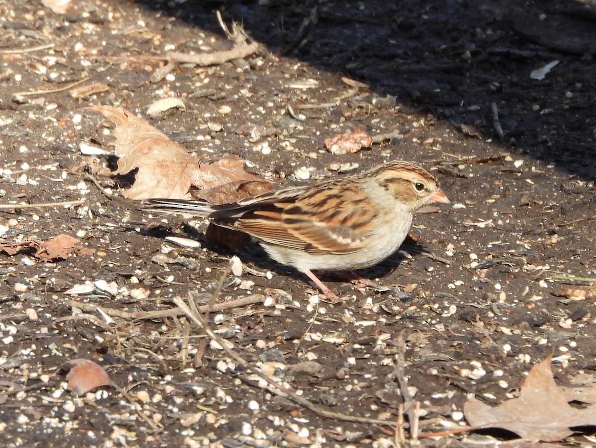 Chipping Sparrow - ML614367246