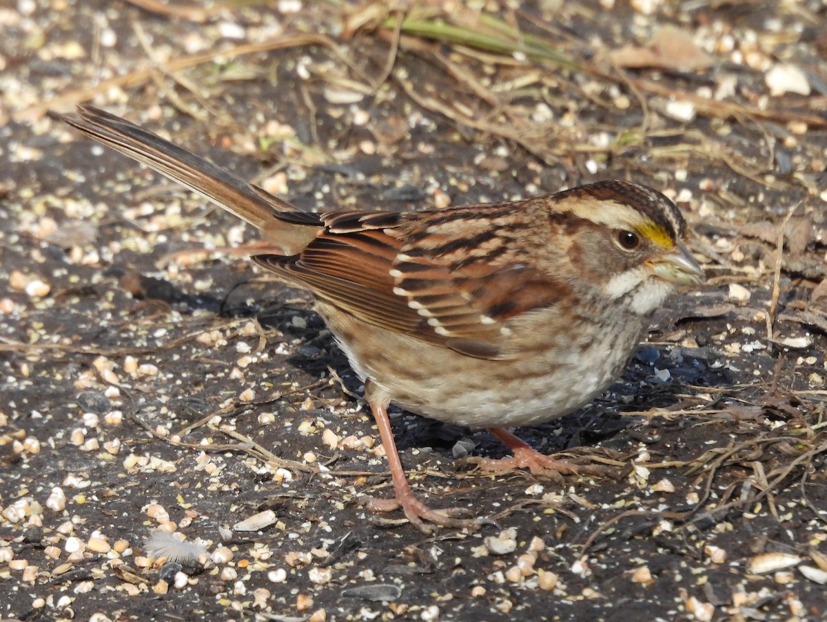 White-throated Sparrow - ML614367258