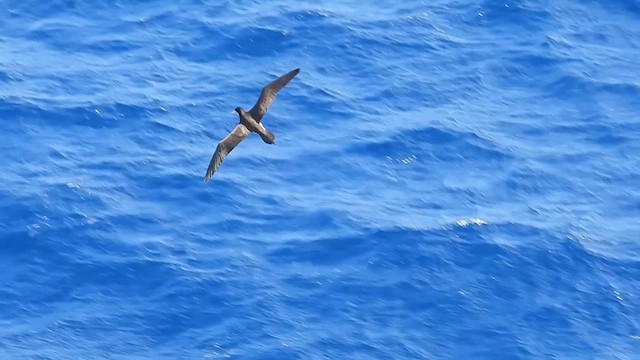 Brown Booby - ML614368121