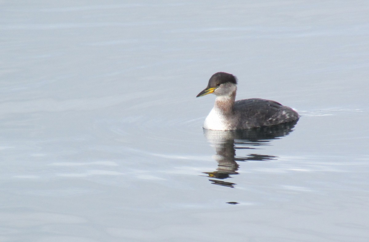 Red-necked Grebe - ML614368223