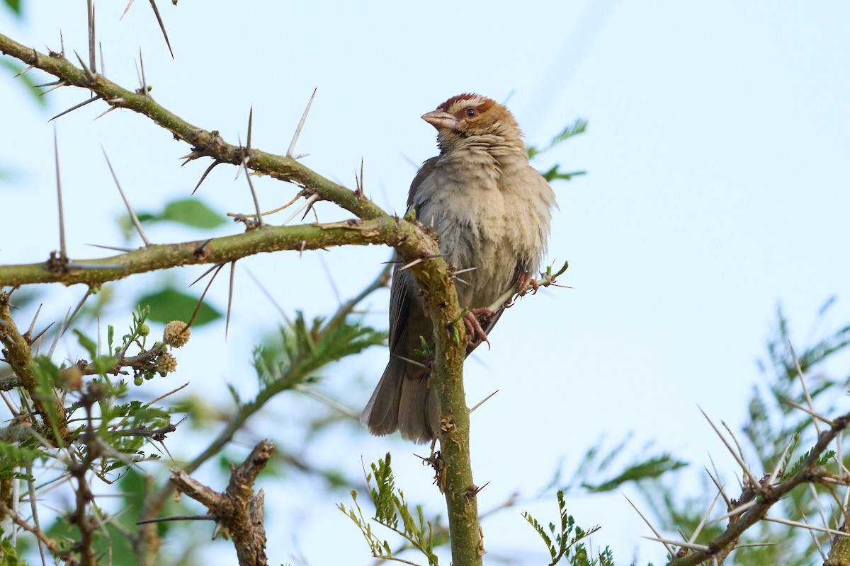 Chestnut-crowned Sparrow-Weaver - Abby Sesselberg