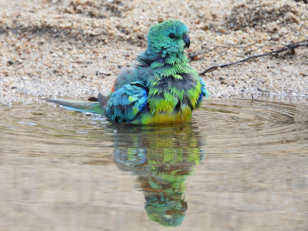 Red-rumped Parrot - ML614368734