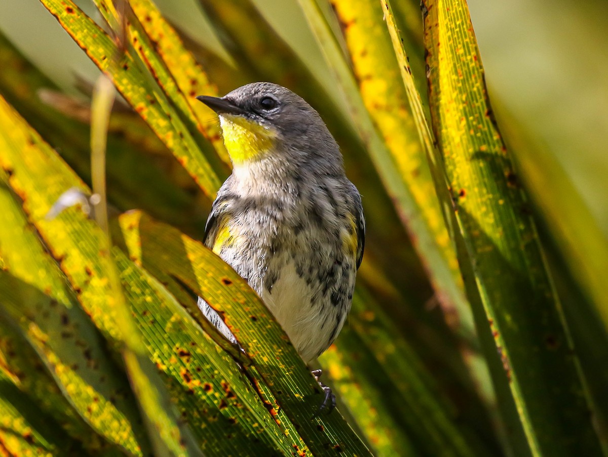 Yellow-rumped Warbler (Audubon's) - Larry Schmahl