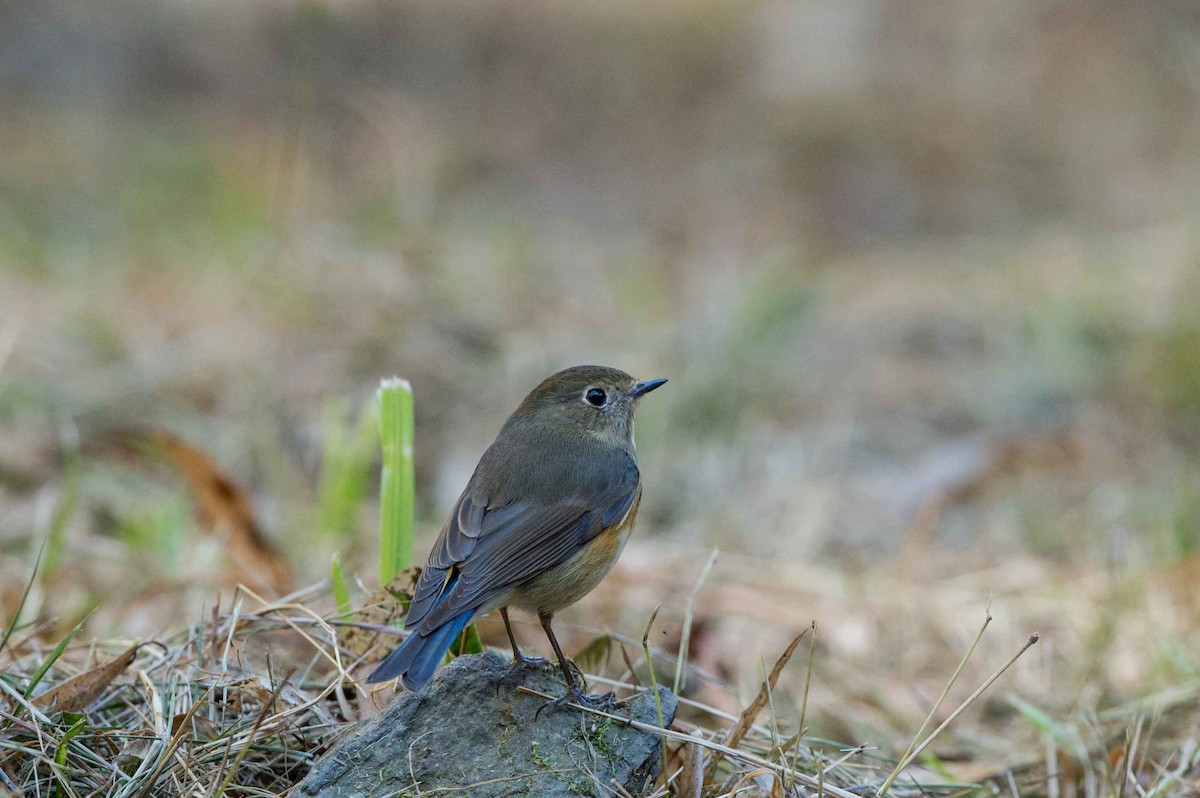 Red-flanked Bluetail - ML61436881