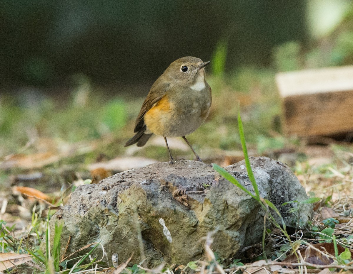 Red-flanked Bluetail - ML61436901