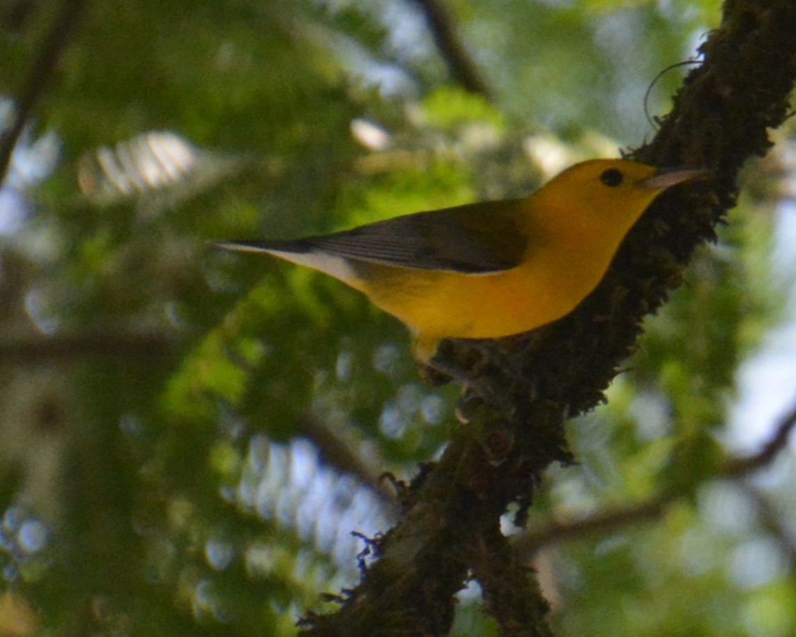 Prothonotary Warbler - ML614369069