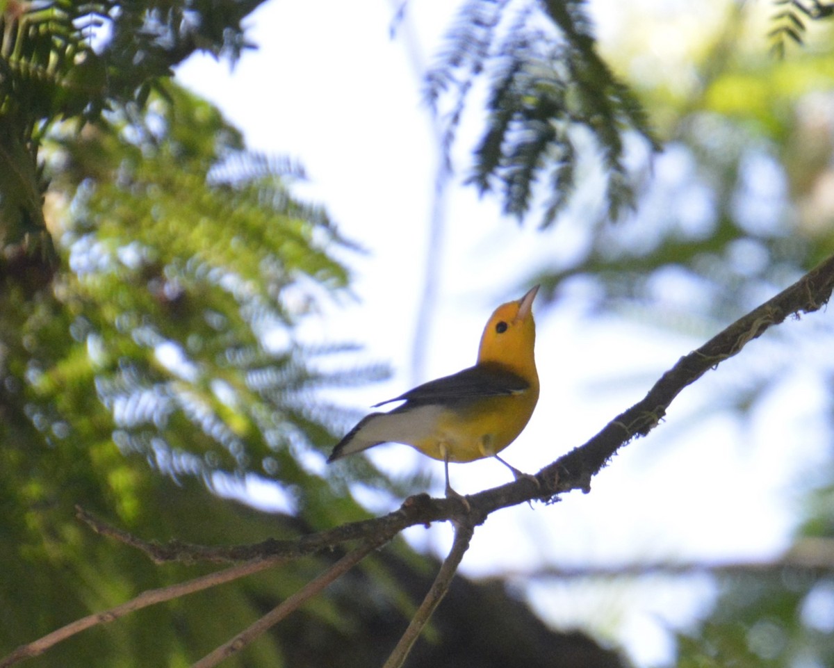 Prothonotary Warbler - ML614369070