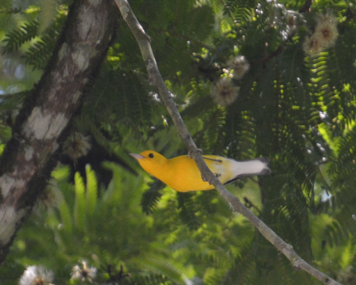 Prothonotary Warbler - ML614369071