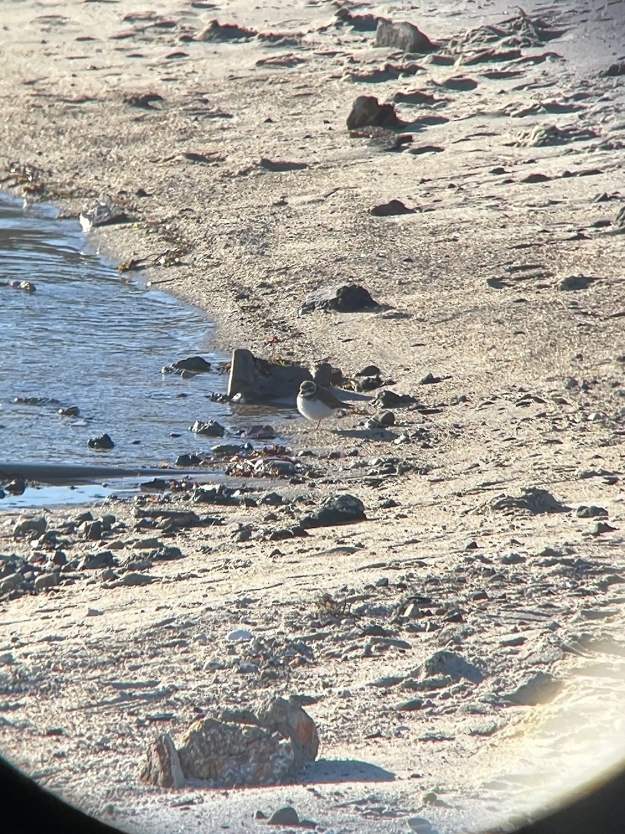 Semipalmated Plover - ML614369072