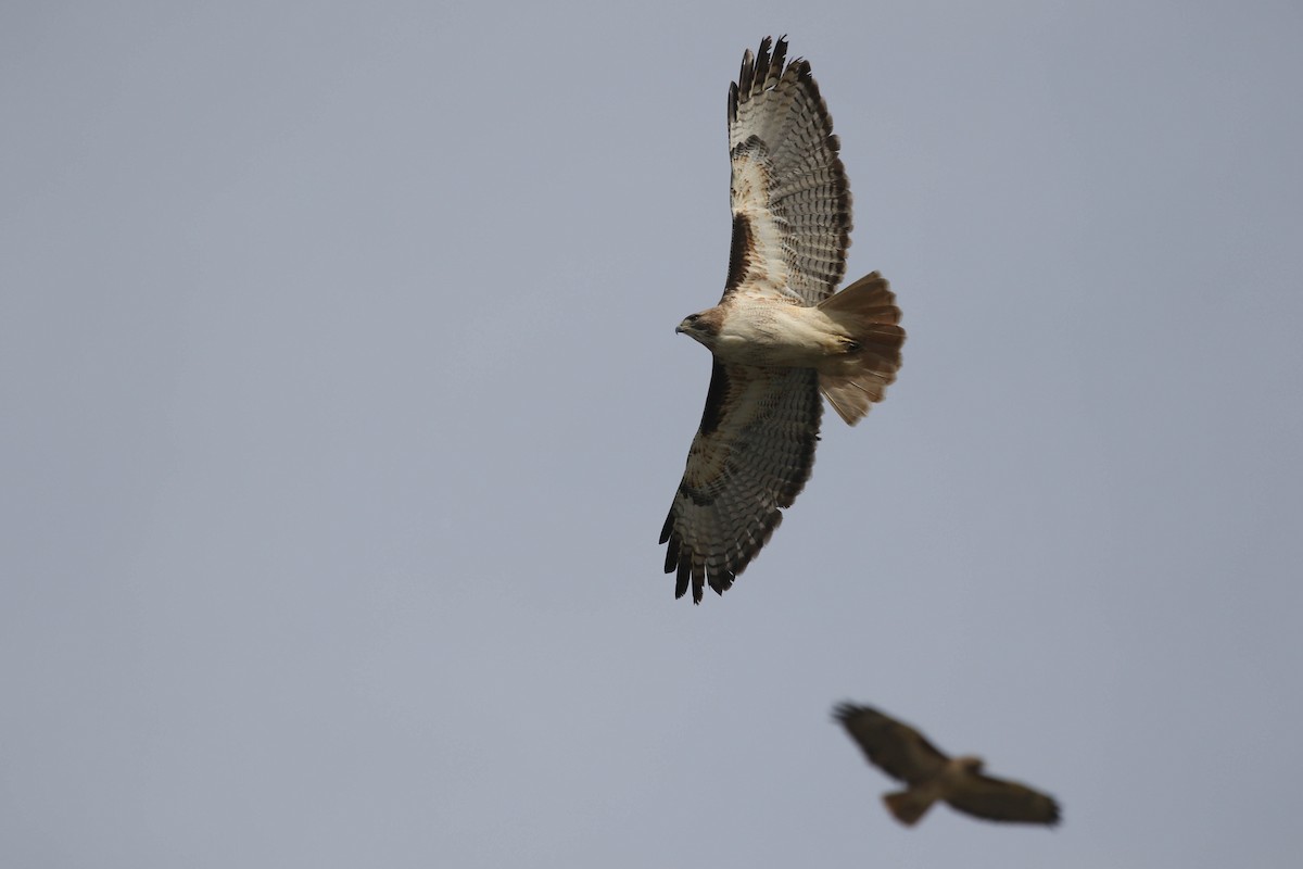 Red-tailed Hawk - ML614369116