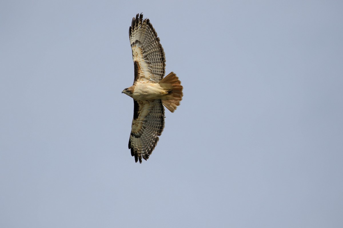 Red-tailed Hawk - Larry Schmahl