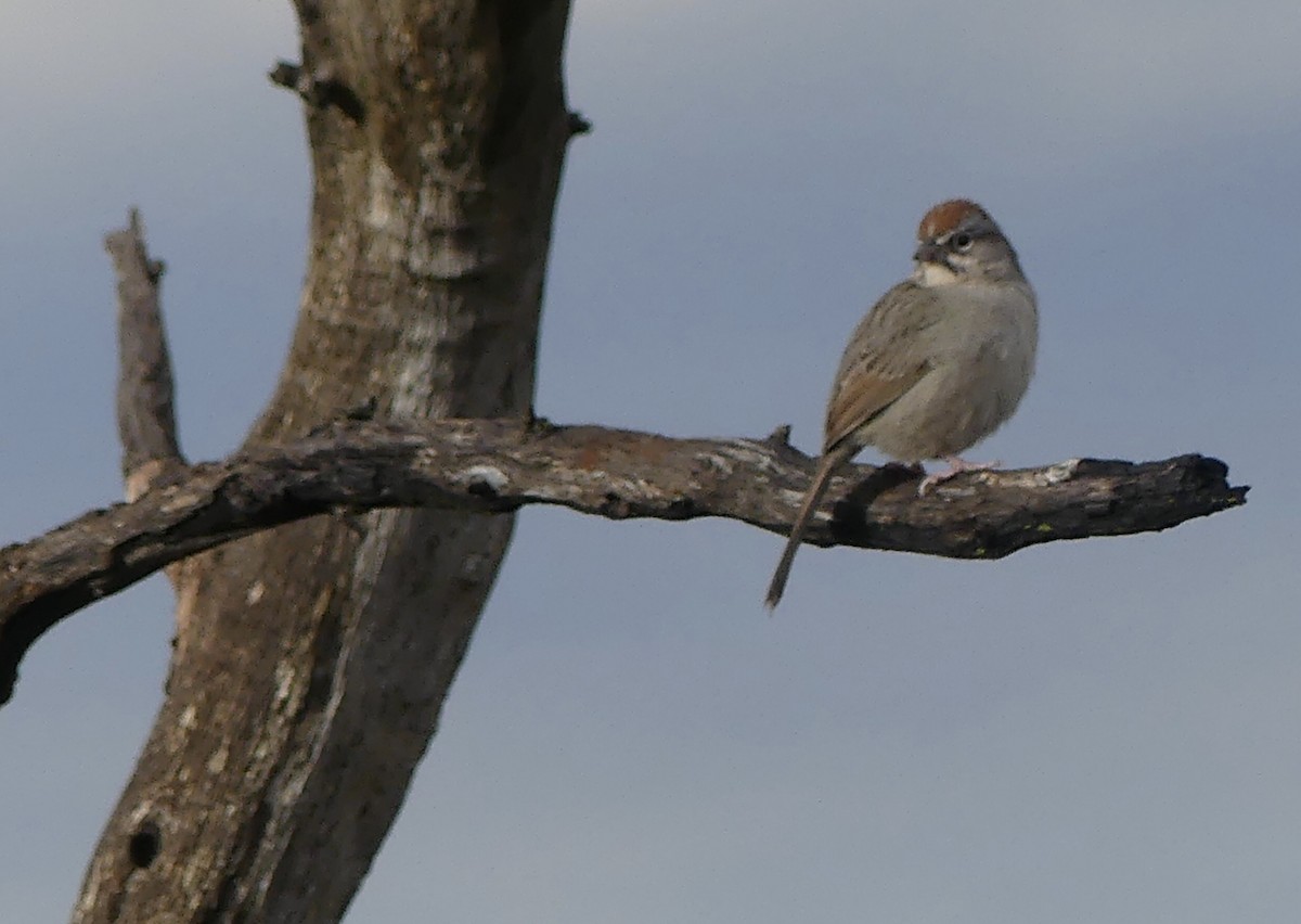 Rufous-crowned Sparrow - ML614369169