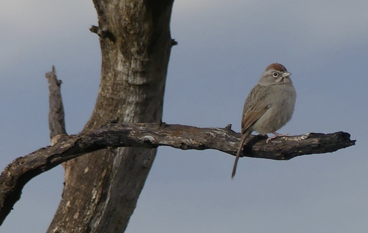 Rufous-crowned Sparrow - ML614369170