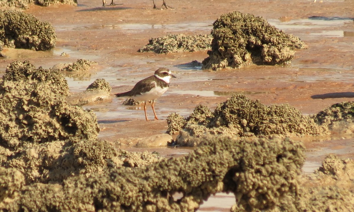 Semipalmated Plover - ML614369261