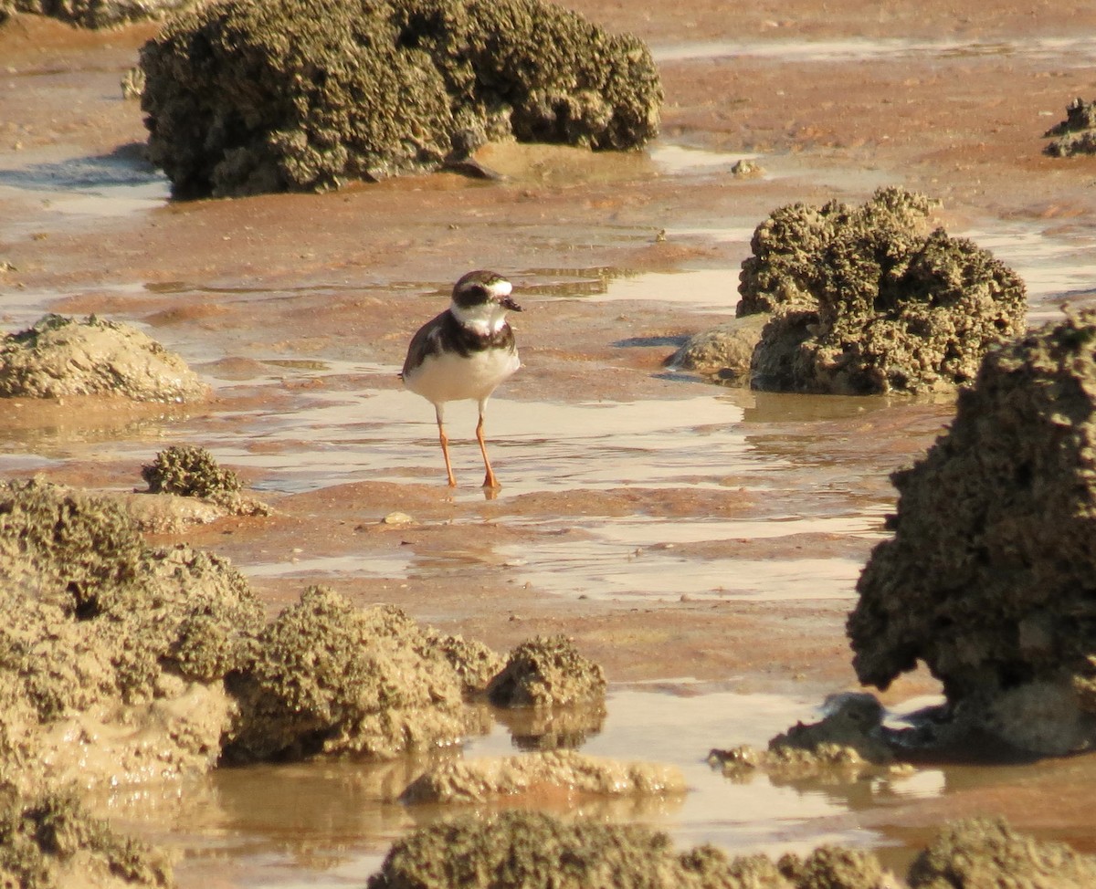 Semipalmated Plover - ML614369262