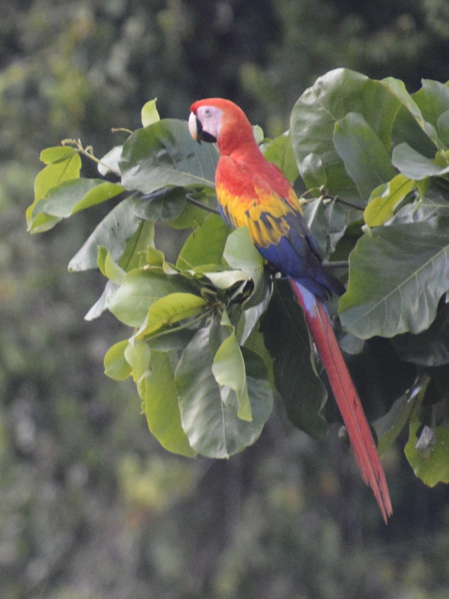 Scarlet Macaw - ML614369363