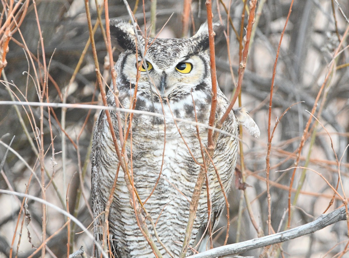 Great Horned Owl - ML614369406