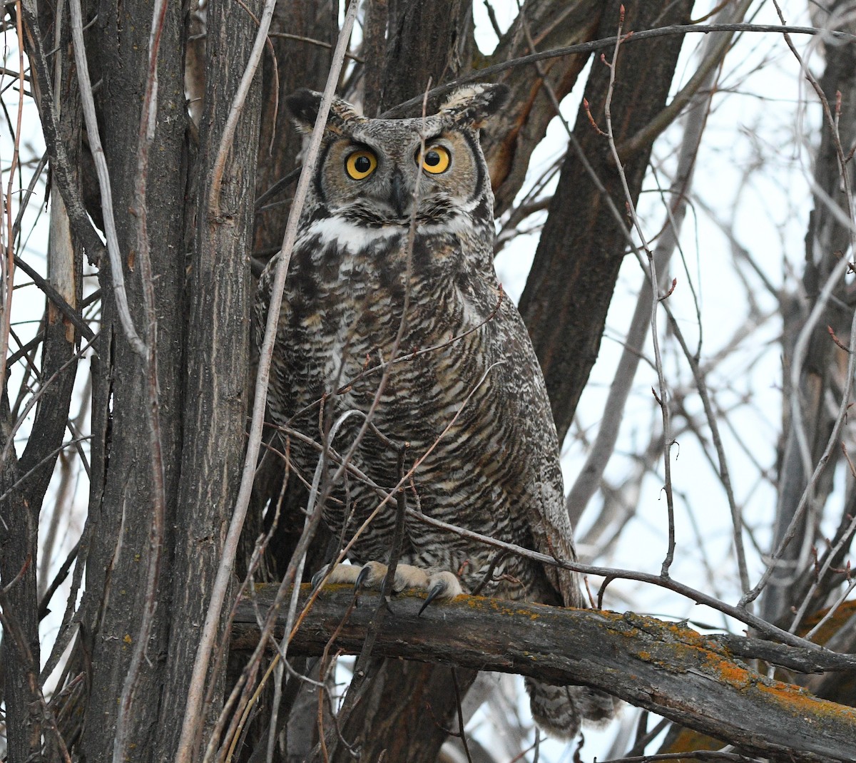 Great Horned Owl - ML614369414