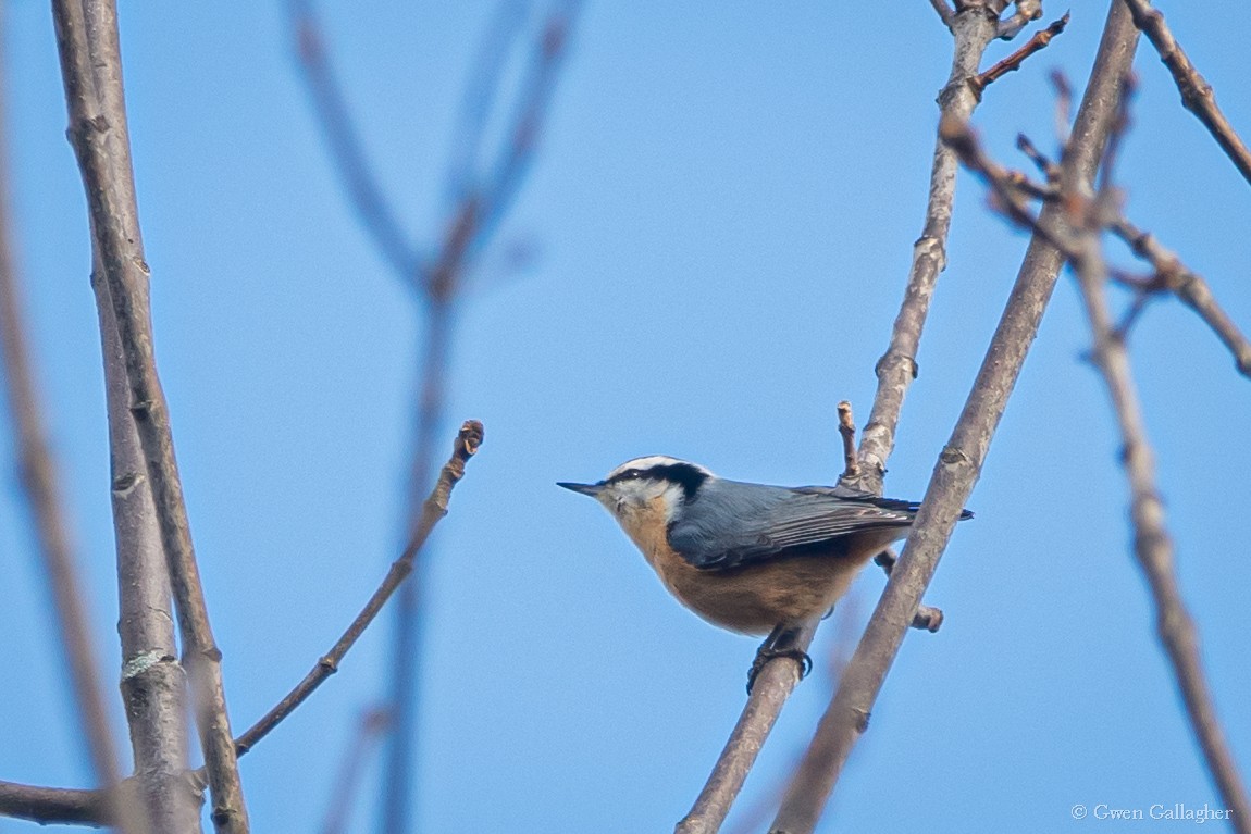 Red-breasted Nuthatch - ML614369479