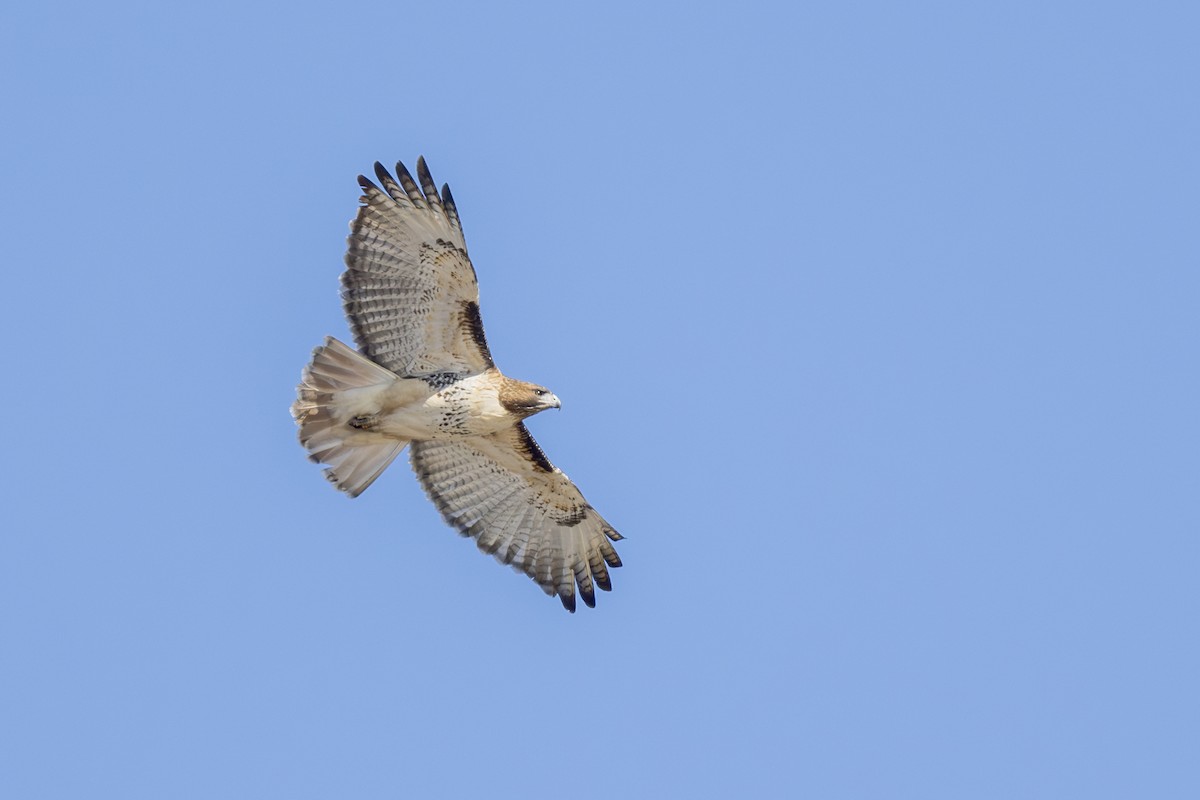 Red-tailed Hawk - ML614369539