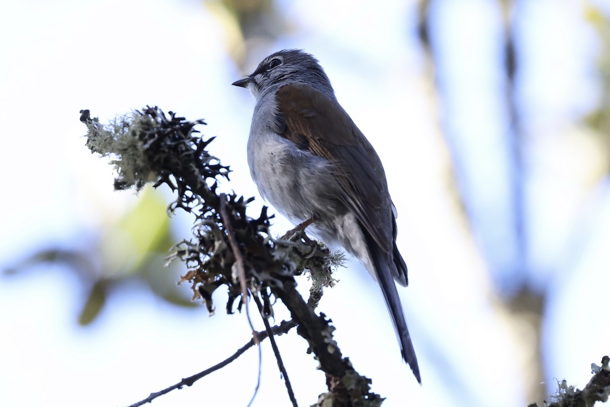 Brown-backed Solitaire - Juan martinez