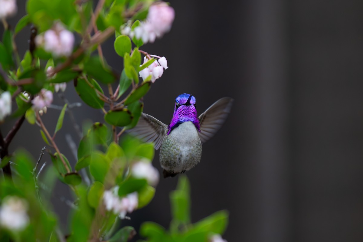 Costa's Hummingbird - ML614369855
