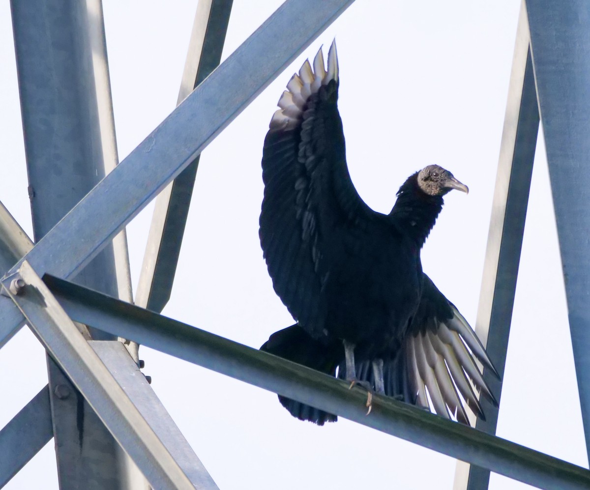 Black Vulture - ML614369911