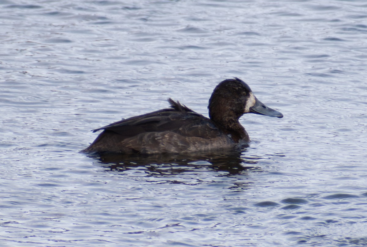 Greater Scaup - ML614370743
