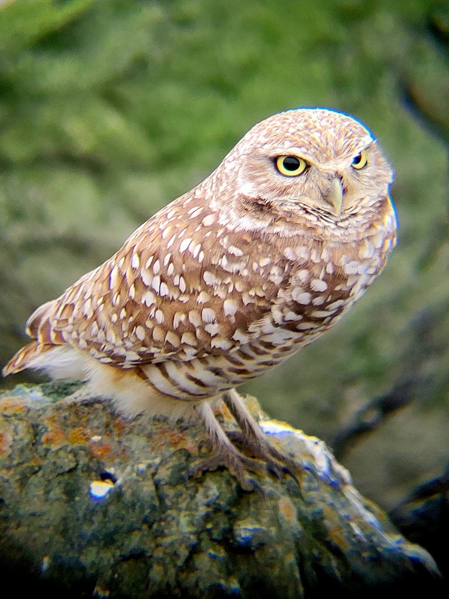Burrowing Owl - Calen Randall