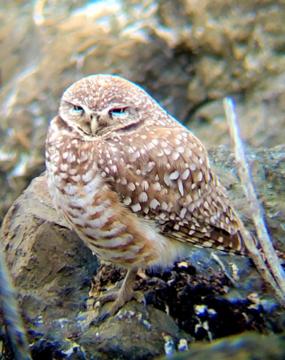 Burrowing Owl - ML614370978