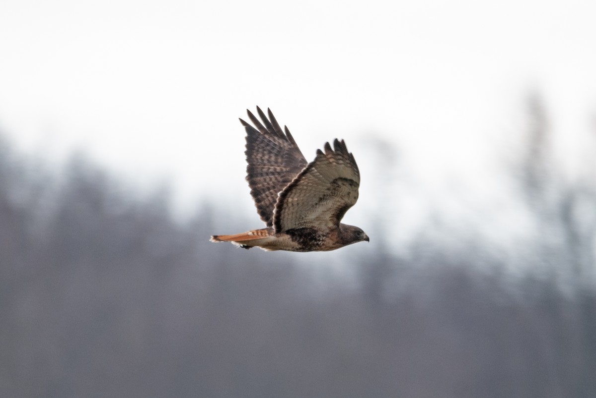 Red-tailed Hawk (abieticola) - ML614371021