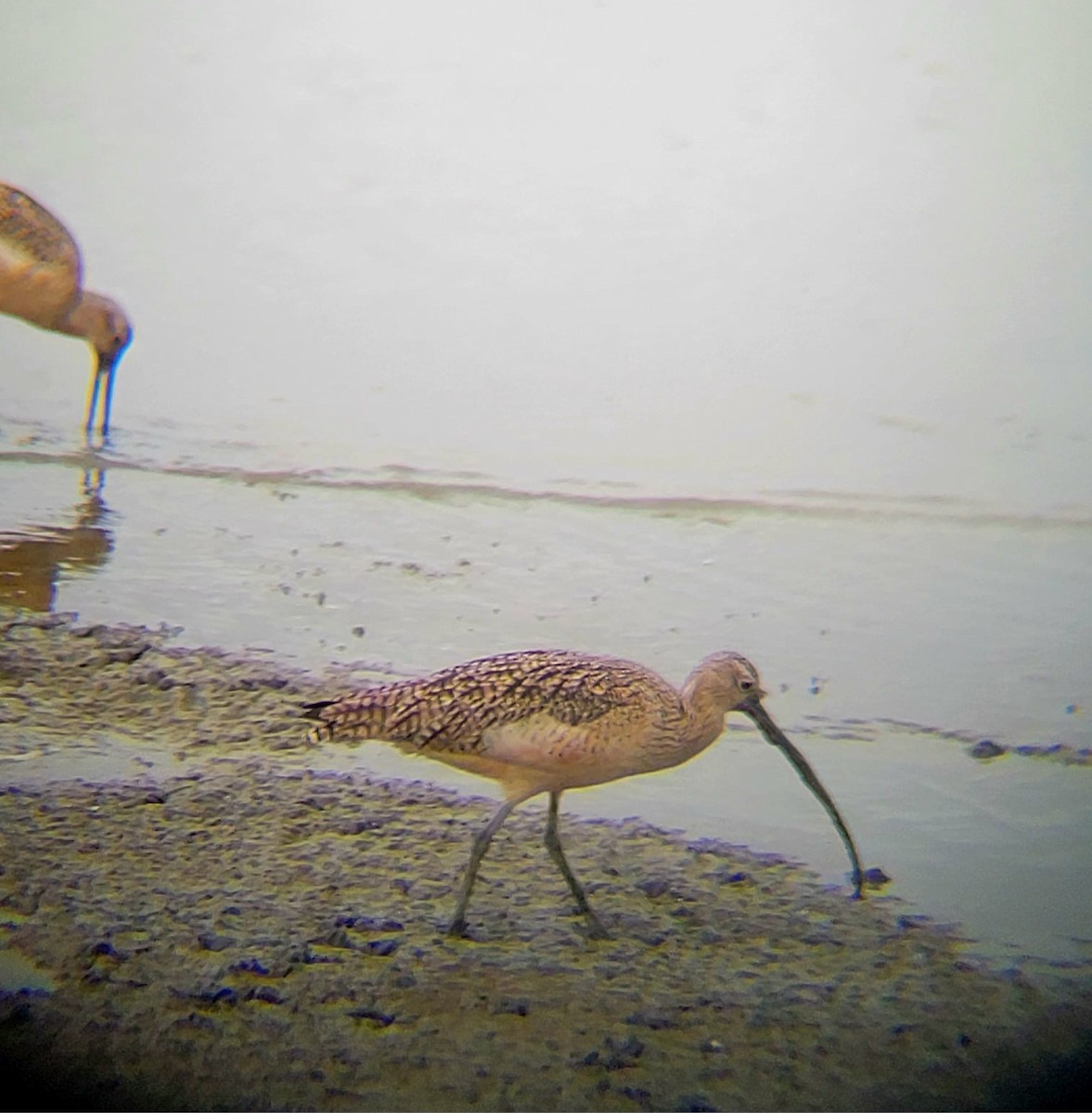 Long-billed Curlew - ML614371140