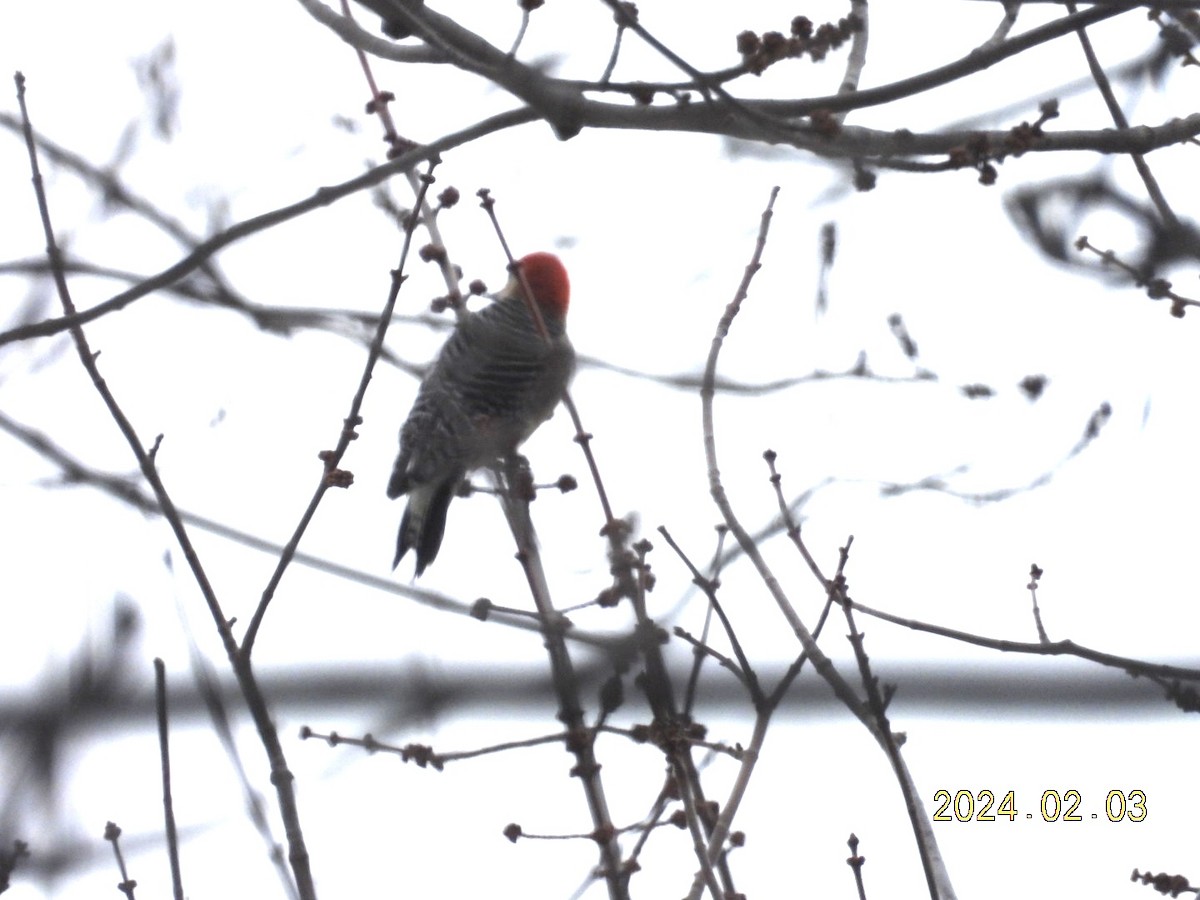 Red-bellied Woodpecker - ML614371532