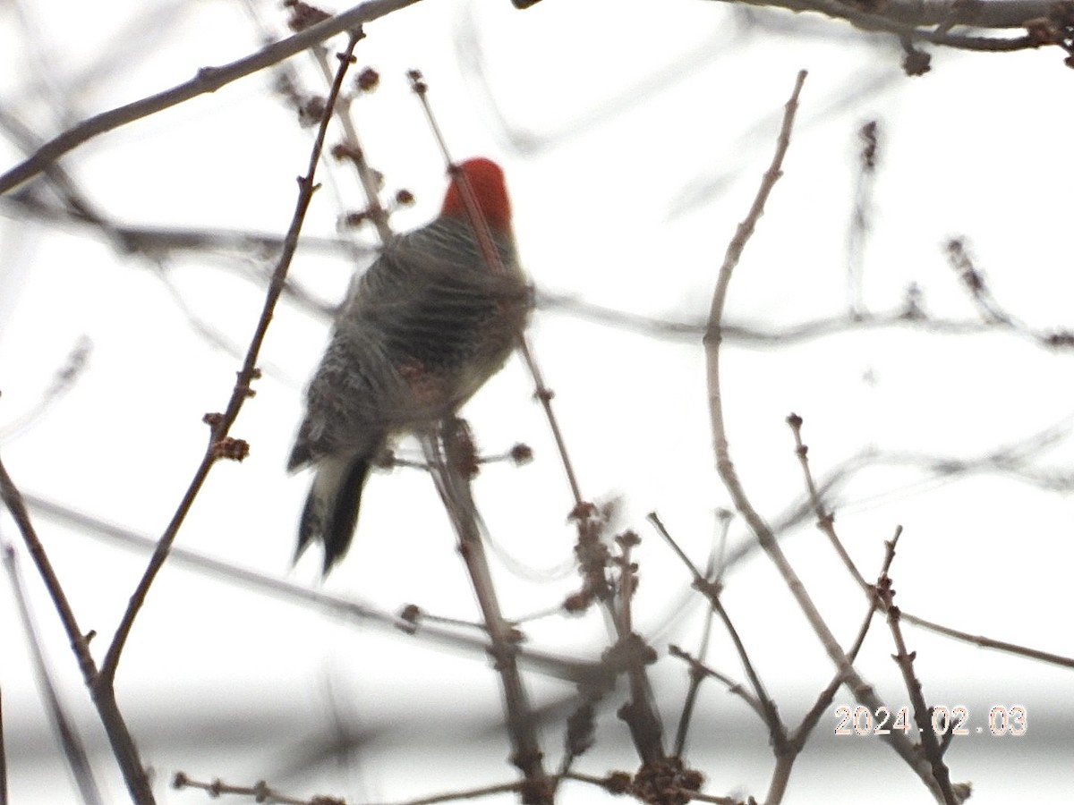 Red-bellied Woodpecker - Lyne Pelletier