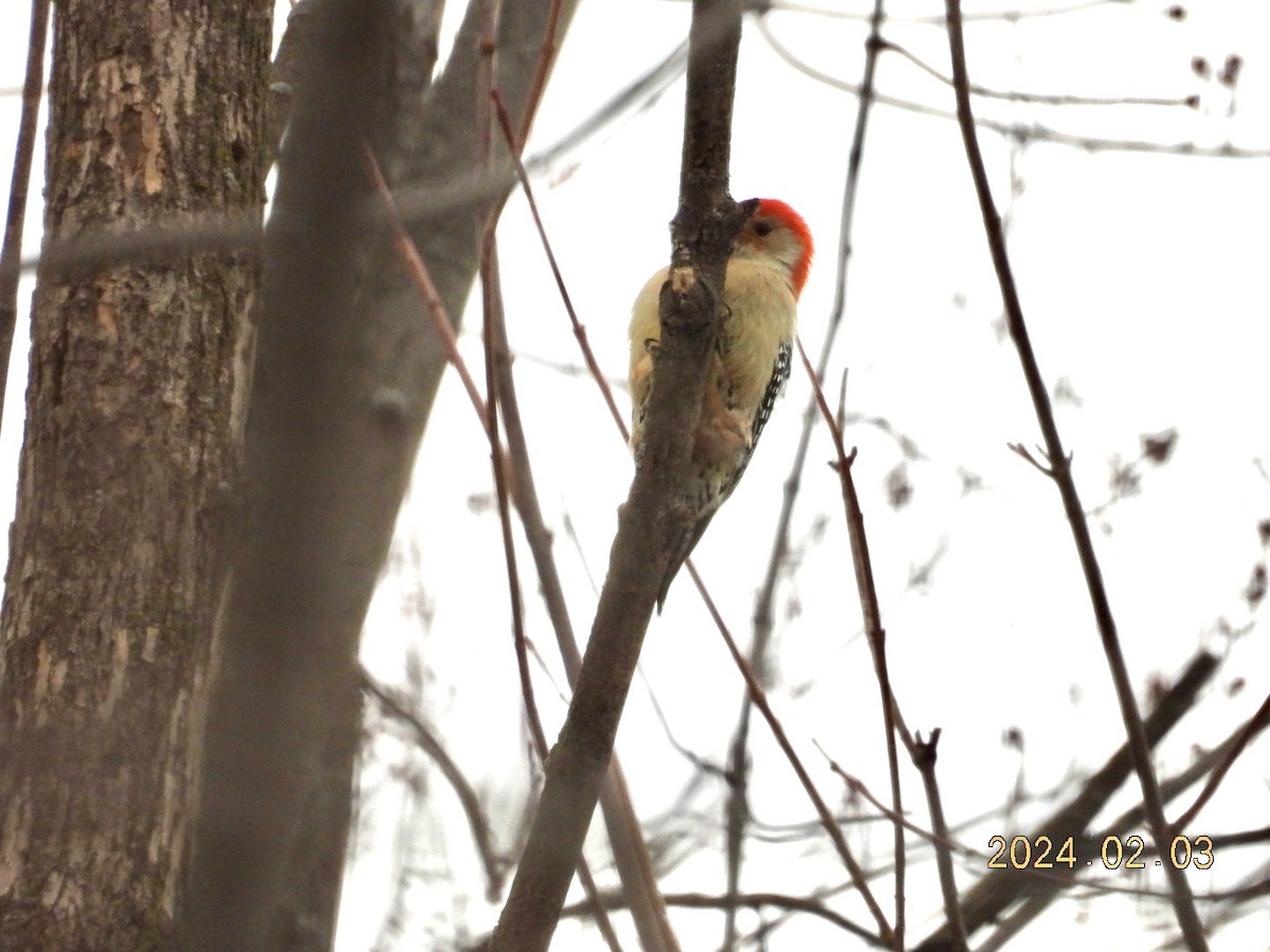 Red-bellied Woodpecker - Lyne Pelletier